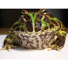 Escuerzo común - Ceratophrys Ornata